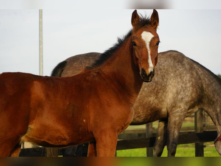 Polnisches Sportpferd Hengst 1 Jahr in Serock