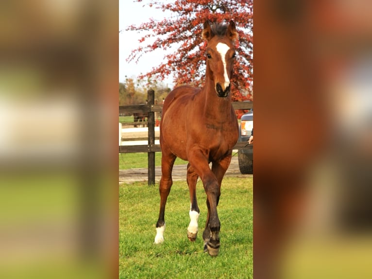 Polnisches Sportpferd Hengst 1 Jahr in Serock