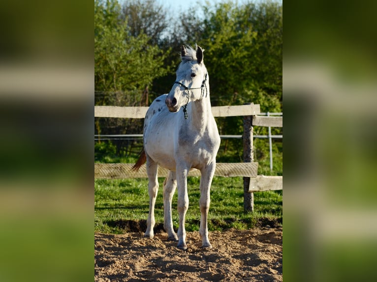 Polnisches Sportpferd Hengst 2 Jahre 150 cm Tigerschecke in Grędziec