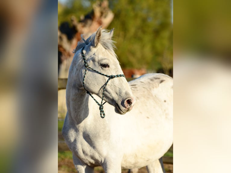 Polnisches Sportpferd Hengst 2 Jahre 150 cm Tigerschecke in Grędziec