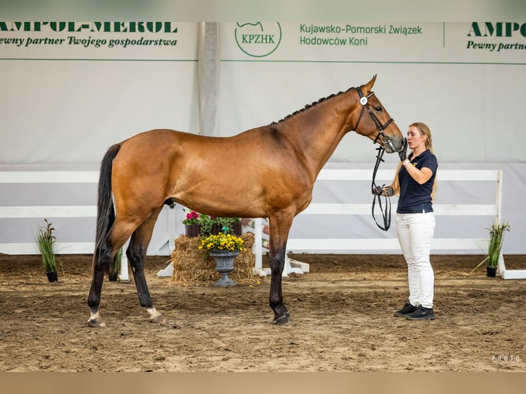 Polnisches Sportpferd Hengst 2 Jahre 165 cm Brauner in Zarośle