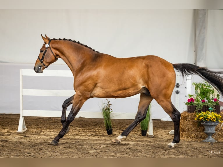 Polnisches Sportpferd Hengst 2 Jahre 165 cm Brauner in Zarośle
