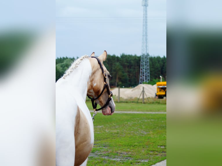 Polnisches Sportpferd Hengst 2 Jahre 170 cm Buckskin in Wolsztyn