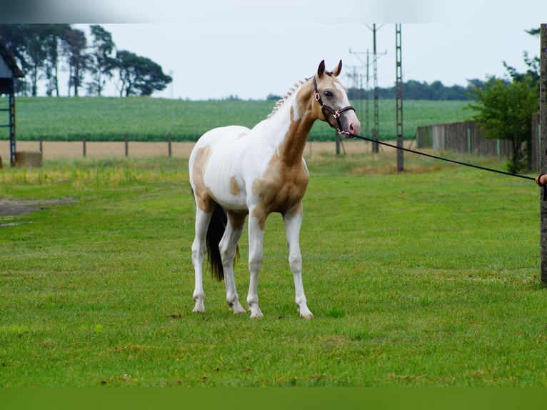 Polnisches Sportpferd Hengst 2 Jahre 170 cm Buckskin in Wolsztyn