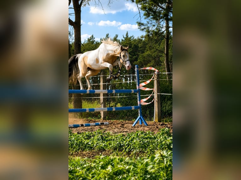 Polnisches Sportpferd Hengst 2 Jahre 170 cm Buckskin in kębłowo