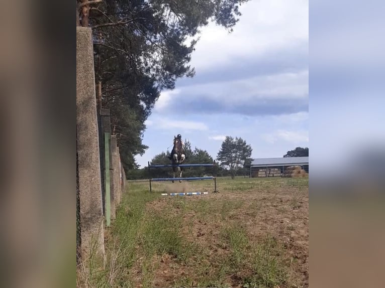 Polnisches Sportpferd Hengst 2 Jahre 170 cm Buckskin in kębłowo
