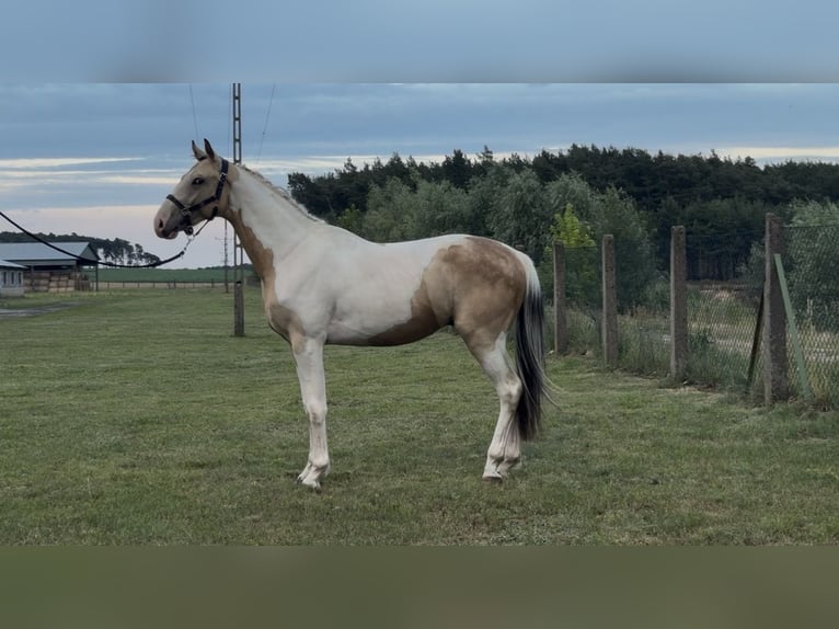 Polnisches Sportpferd Hengst 2 Jahre 170 cm Buckskin in kębłowo