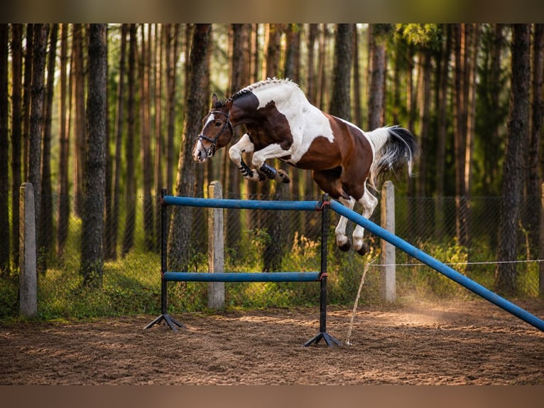 Polnisches Sportpferd Hengst 2 Jahre 170 cm Buckskin in kębłowo
