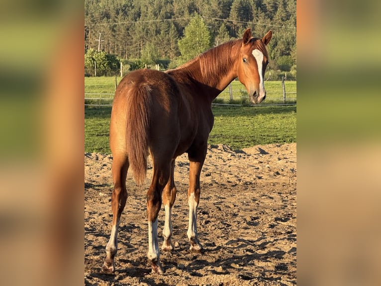 Polnisches Sportpferd Hengst 2 Jahre 170 cm Fuchs in Orle