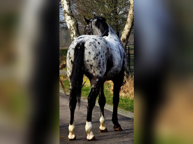 Polnisches Sportpferd Hengst 3 Jahre 164 cm Tigerschecke in Someren