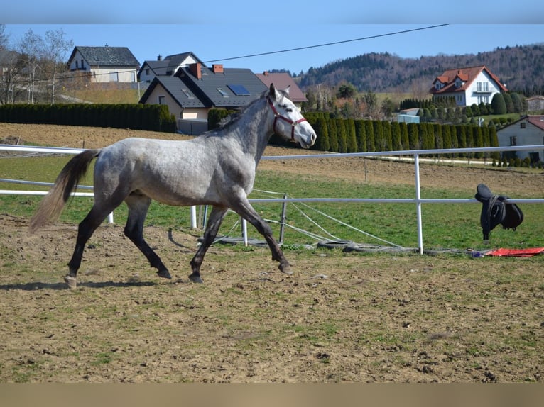 Polnisches Sportpferd Hengst 3 Jahre 170 cm Schimmel in Dąbrowa