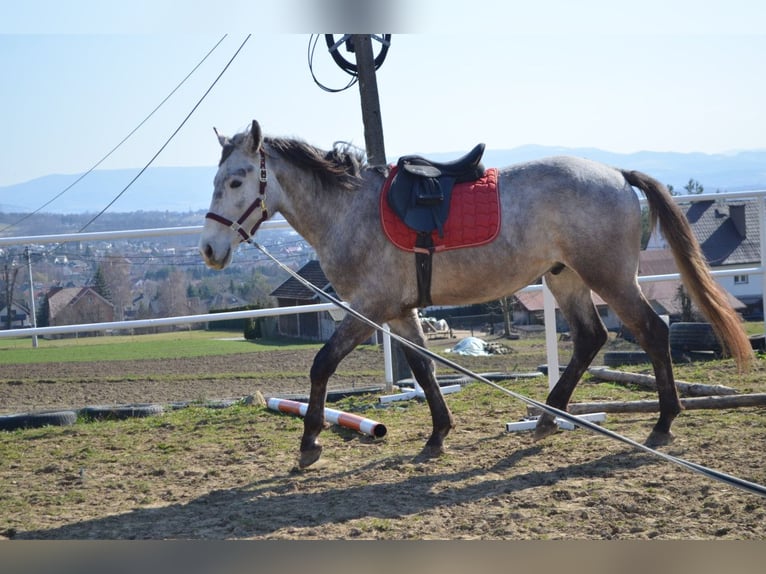 Polnisches Sportpferd Hengst 3 Jahre 170 cm Schimmel in Dąbrowa