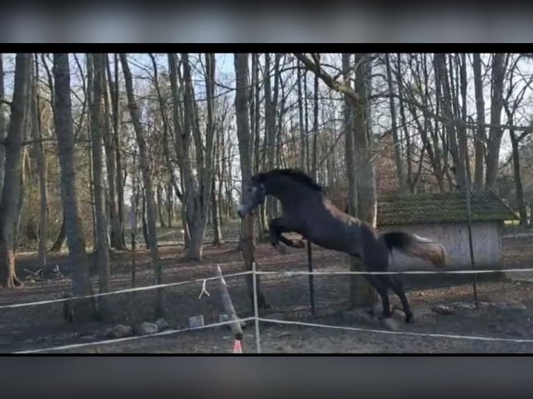 Polnisches Sportpferd Hengst 3 Jahre 180 cm Schimmel in Szczerbięcin 6
