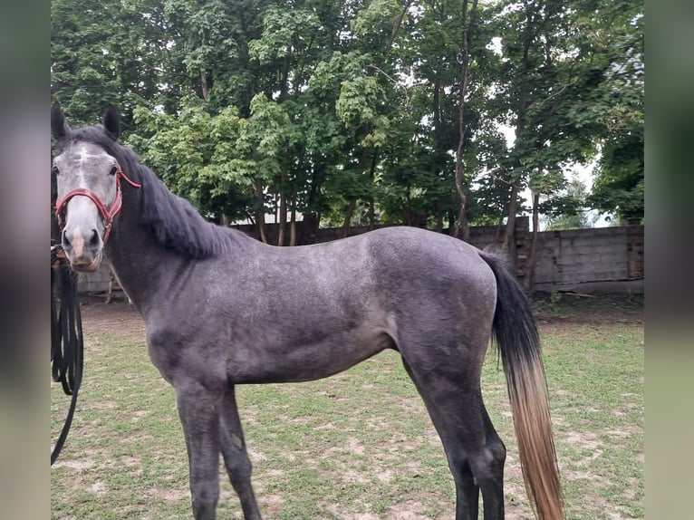 Polnisches Sportpferd Hengst 3 Jahre 180 cm Schimmel in Szczerbięcin 6