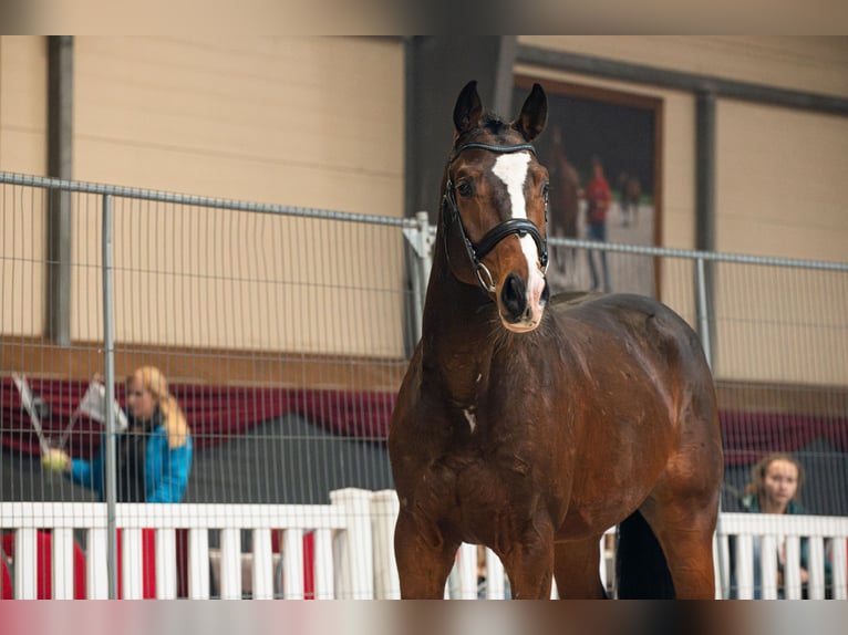 Polnisches Sportpferd Hengst 4 Jahre 165 cm Dunkelbrauner in Truskolasy