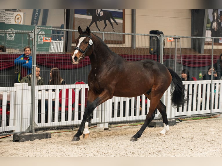 Polnisches Sportpferd Hengst 4 Jahre 165 cm Dunkelbrauner in Truskolasy