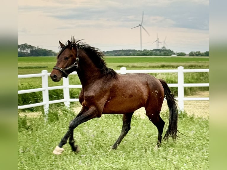 Polnisches Sportpferd Hengst 4 Jahre 167 cm Brauner in Buk