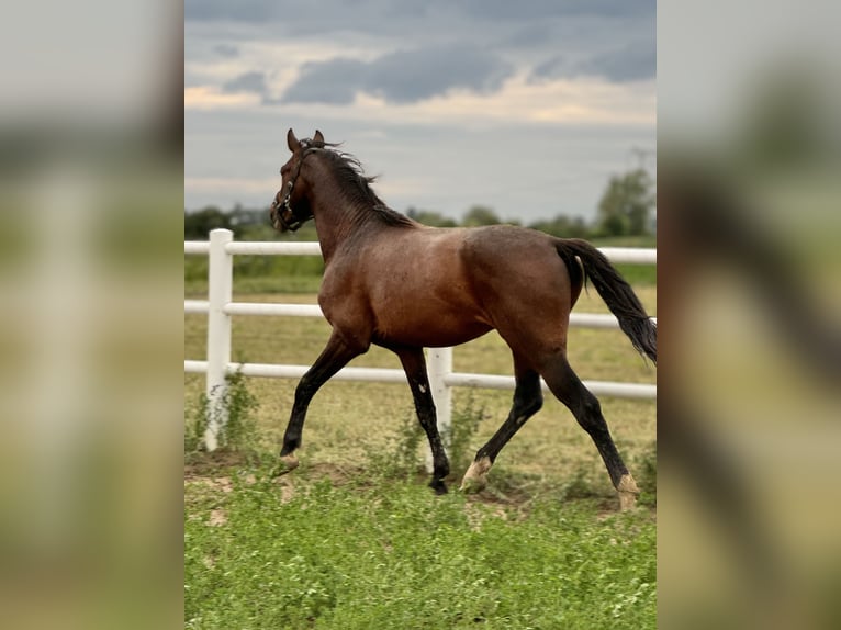 Polnisches Sportpferd Hengst 4 Jahre 167 cm Brauner in Buk