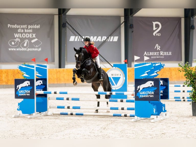 Polnisches Sportpferd Hengst 4 Jahre 172 cm Rappe in Błaszki