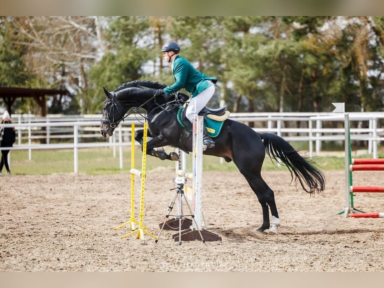 Polnisches Sportpferd Hengst 4 Jahre 172 cm Rappe in Błaszki