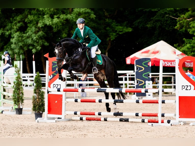 Polnisches Sportpferd Hengst 4 Jahre 172 cm Rappe in Błaszki