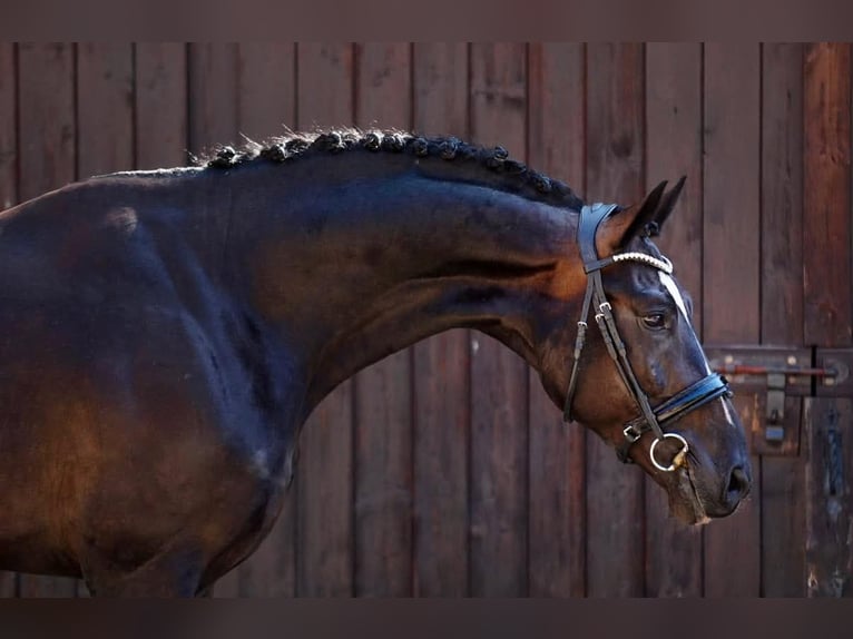 Polnisches Sportpferd Hengst 4 Jahre 172 cm Rappe in Błaszki