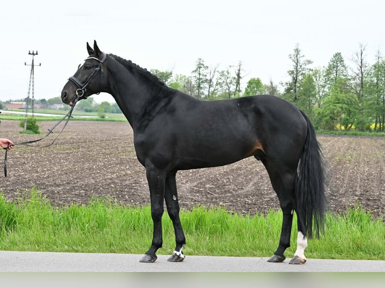 Polnisches Sportpferd Hengst 4 Jahre 172 cm Rappe in Błaszki