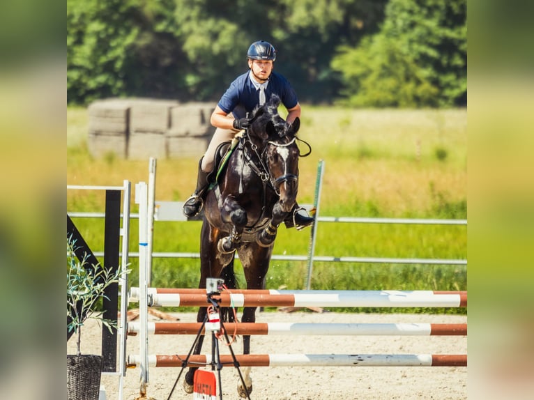 Polnisches Sportpferd Hengst 4 Jahre 172 cm Rappe in Błaszki