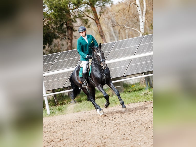 Polnisches Sportpferd Hengst 4 Jahre 172 cm Rappe in Błaszki