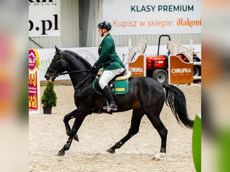 Polnisches Sportpferd Hengst 4 Jahre 172 cm Rappe in Błaszki
