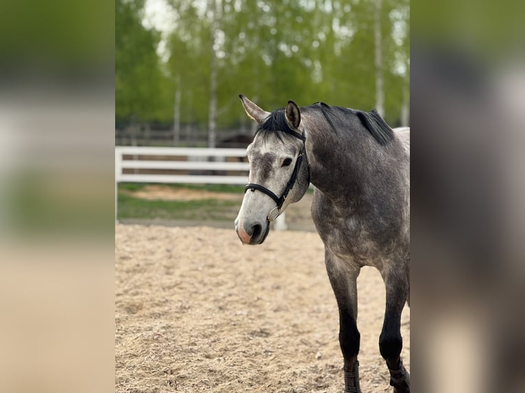 Polnisches Sportpferd Hengst 5 Jahre 165 cm Schimmel in Pawłów