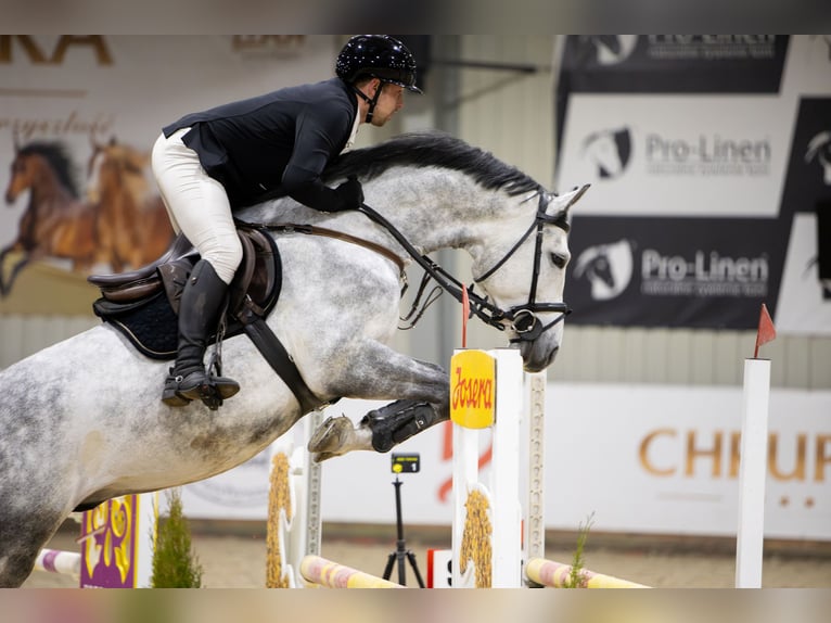 Polnisches Sportpferd Hengst 5 Jahre 169 cm Schimmel in Żmigród