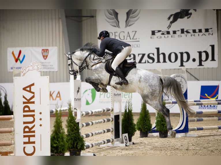 Polnisches Sportpferd Hengst 5 Jahre 169 cm Schimmel in Żmigród