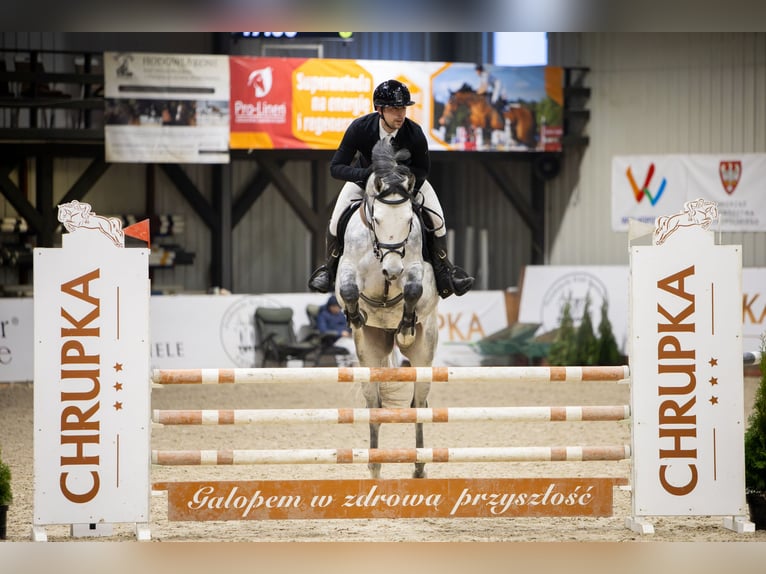 Polnisches Sportpferd Hengst 5 Jahre 169 cm Schimmel in Żmigród