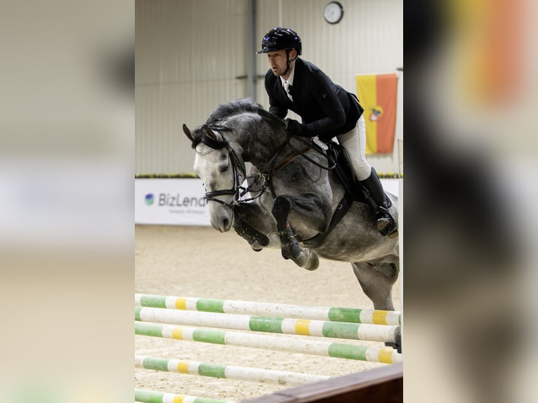 Polnisches Sportpferd Hengst 5 Jahre 170 cm Apfelschimmel in Żmigród