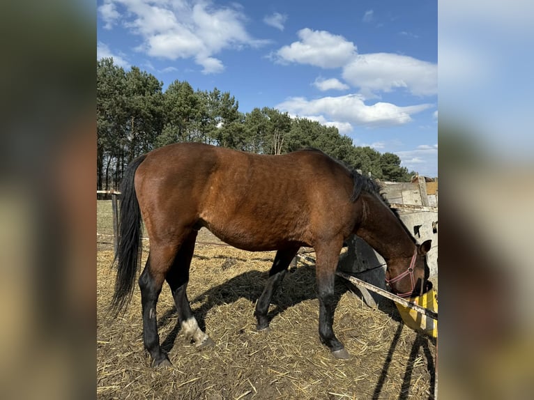 Polnisches Sportpferd Hengst 6 Jahre 160 cm Brauner in Włoszczowa