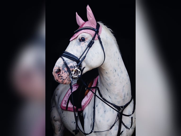 Polnisches Sportpferd Hengst 6 Jahre 166 cm Tigerschecke in kębłowo