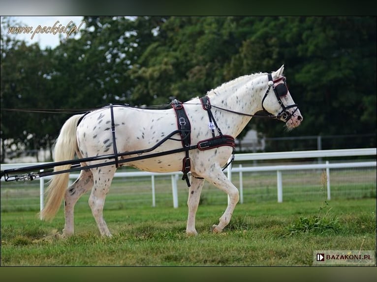 Polnisches Sportpferd Hengst 6 Jahre 166 cm Tigerschecke in kębłowo