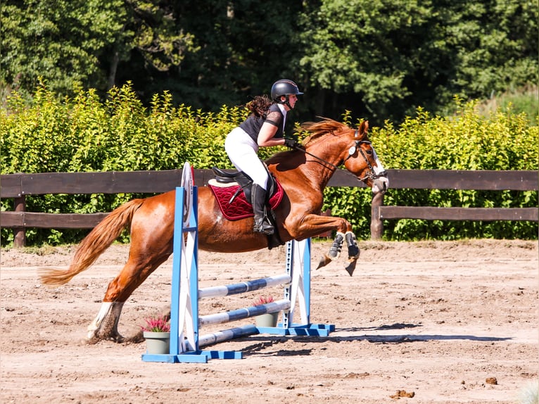 Polnisches Sportpferd Hengst Fohlen (05/2026) 165 cm Schecke in Czarnków