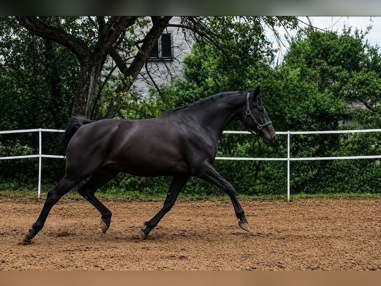 Polnisches Sportpferd Hengst Fohlen (04/2026) 170 cm Brauner in Piekoszów