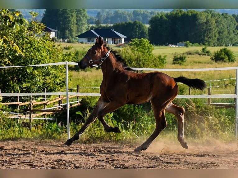 Polnisches Sportpferd Hengst Fohlen (04/2026) 170 cm Brauner in Piekoszów
