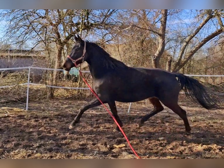 Polnisches Sportpferd Hengst Fohlen (04/2026) 170 cm Brauner in Piekoszów
