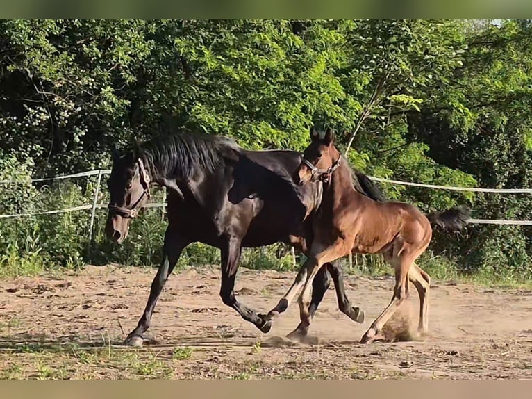Polnisches Sportpferd Hengst Fohlen (04/2026) 170 cm Brauner in Piekoszów