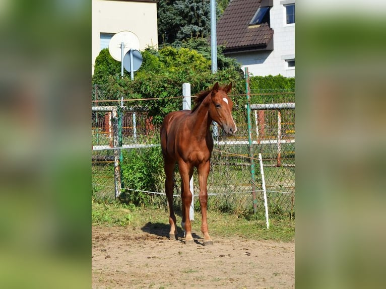 Polnisches Sportpferd Hengst Fohlen (03/2025) 170 cm Fuchs in Lusowo