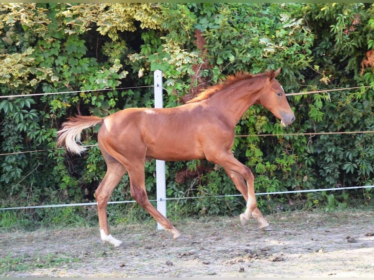 Polnisches Sportpferd Hengst Fohlen (03/2025) 170 cm Fuchs in Lusowo