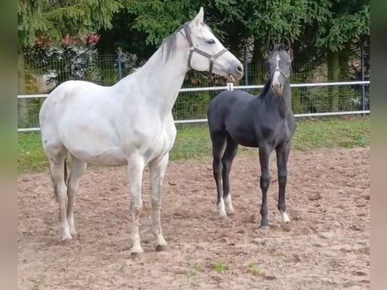 Polnisches Sportpferd Hengst Fohlen (05/2025) 170 cm Rappschimmel in Forst