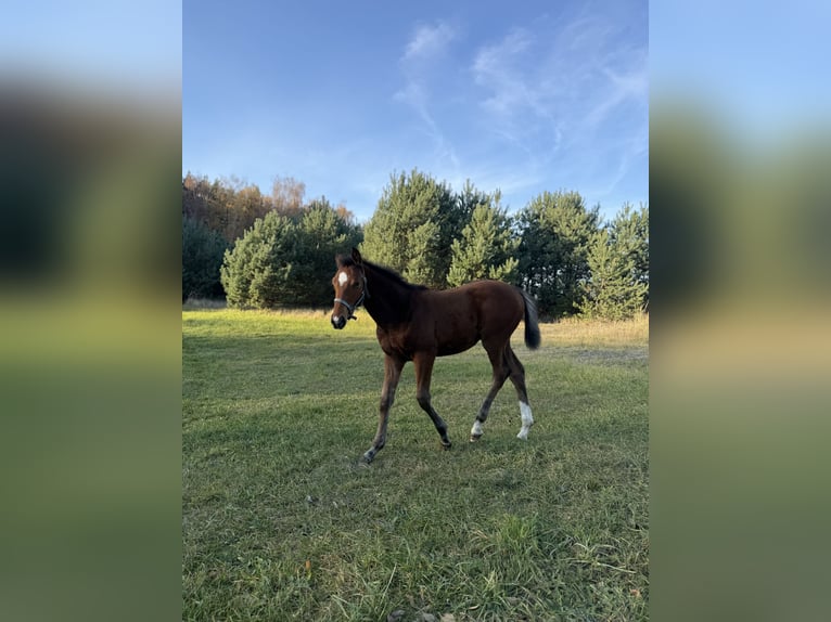 Polnisches Sportpferd Hengst Fohlen (07/2025) 175 cm Brauner in Gniezno