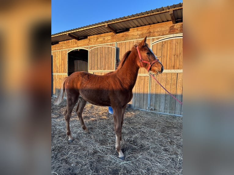 Polnisches Sportpferd Hengst Fohlen (04/2025) Fuchs in Siciny