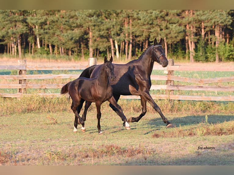 Polnisches Sportpferd Hengst Fohlen (06/2025) Rappe in Olszanka