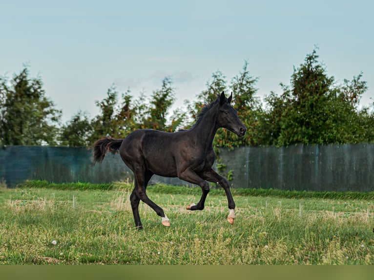 Polnisches Sportpferd Hengst Fohlen (06/2025) Rappe in Olszanka